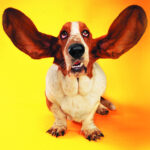 Humorvolles Katzen- weiterhin Hunde-Quiz